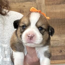 KATE AKC - Sable female Pembroke Welsh Corgi puppy in Hinton, Oklahoma from Green Cloud Ranch