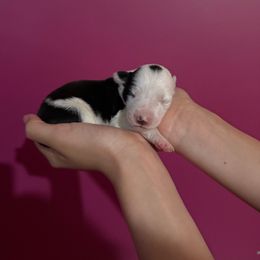 Doe - Black and white female Border Collie puppy in Jackson, New Jersey from NJ Bees BC