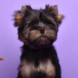 Yorkshire Terriers from Yampa Valley Yorkies
