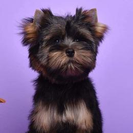 Yorkshire Terriers from Yampa Valley Yorkies