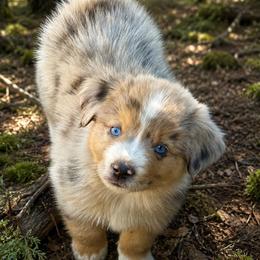 Baxter - Blue merle male Miniature Australian Shepherd puppy in Lakeport, California from Akins Aussies/Wild Rose Ranch