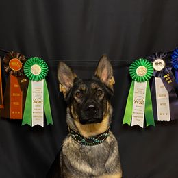 German Shepherds from Brisingamen Shepherds
