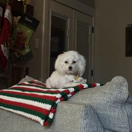 Danci - Maltese