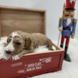 Goldendoodle Puppies from Smoodles