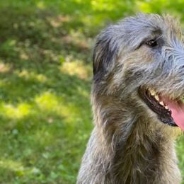 Irish Wolfhounds from Salish Irish Wolfhounds