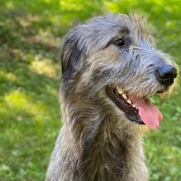 Irish Wolfhounds from Salish Irish Wolfhounds