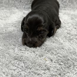 Tod - Black and cream male Dachshund puppy in Mansfield, Missouri from Owens Farm