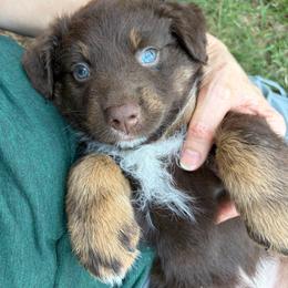 Rooster - Red tri-color male Australian Shepherd puppy in Oklahoma City, Oklahoma from Mika’s Aussies
