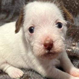 Chinese Cresteds from Brown's Chinese Crested