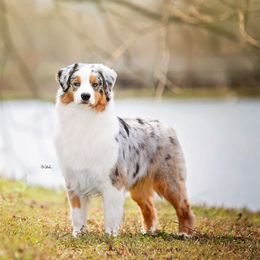 Oakley - Australian Shepherd