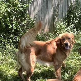 Copper - Golden Retriever