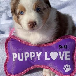 Suki - Red merle female Australian Shepherd puppy in Magee, Mississippi from Paint ByNumbers Ranch