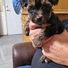 Prince - Liver male Yorkshire Terrier puppy in Dayton, Ohio from Little Yorkie Babies