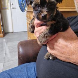 Prince - Liver male Yorkshire Terrier puppy in Dayton, Ohio from Little Yorkie Babies