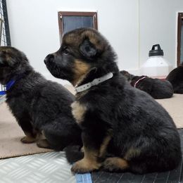 German Shepherd Puppies from Shield Kennels LLC