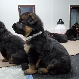 German Shepherd Puppies from Shield Kennels LLC