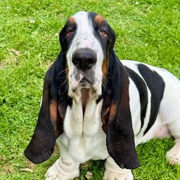Lenny Aka Leonard - Basset Hound