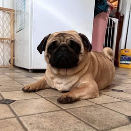 French Bulldog and Pug Puppies from Peachy Pugs