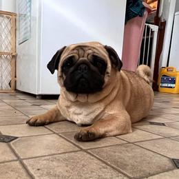 French Bulldog and Pug Puppies from Peachy Pugs