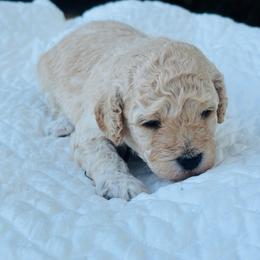 John - Apricot male Cavapoo puppy in Piedmont, Oklahoma from Perdue Puppies