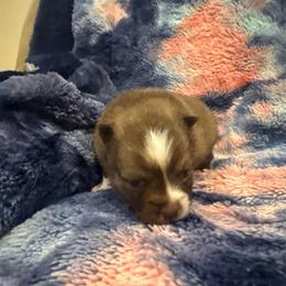 Titus - Chocolate male Pomsky puppy in Bucyrus, Missouri from Hill Top Pomskies