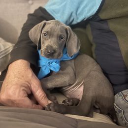 Goldendoodle, Great Dane, and Weimaraner Puppies from DoodleDandy & Danes