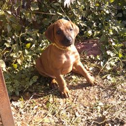 Charlie - Rd whtn blk nose female Rhodesian Ridgeback puppy in Carney, Oklahoma from River Run Parson Russell terriers & River Run Ridgebacks