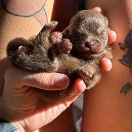 Roronoa Zoro - Chocolate and tan male Pomeranian puppy in Tulsa, Oklahoma from CP Kennels