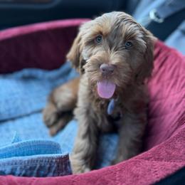 Pinkie Pie - Apricot female Australian Labradoodle puppy in Gladstone, Oregon from Beaver State Labradoodles