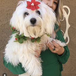 Poppy - Coton de Tulear