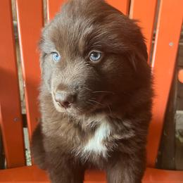Spider-Man - Red & white male Australian Shepherd puppy in Whitwell, Tennessee from Owl Hollow Farm