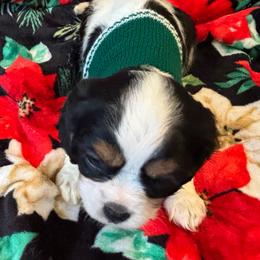 Cavalier King Charles Spaniel Puppies from Krawczyk's House of Cavaliers