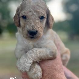 River - Apricot male Poodle puppy in Athens, Georgia from Alexander’s Standard Poodles
