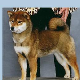 Luna - Shiba Inu