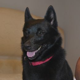 Ebonee - Schipperke