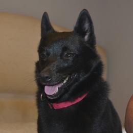 Ebonee - Schipperke