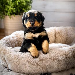Rainier - Black tri-color female Australian Shepherd puppy in Coldwater, Michigan from Northern Star Australian Shepherds
