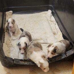 Shetland Sheepdog Puppies from Heavenly Shelties