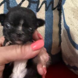 Yoshi - Black and white female Chihuahua puppy in Dime Box, Texas from Color Me Crazy Chihuahuas