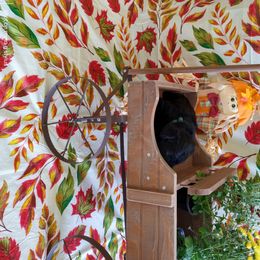 Miniature Schnauzer Puppies from Camp Creek Schnauzers