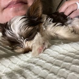 Biewer Terrier Puppies from Dillard’s Dawgs
