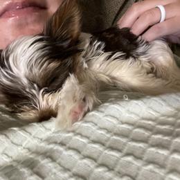 Biewer Terrier Puppies from Dillard’s Dawgs