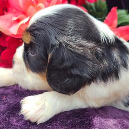 PRINCE LEO - Tri-color male Cavalier King Charles Spaniel puppy in Antlers, Oklahoma from Stephenson Celtic Cavaliers
