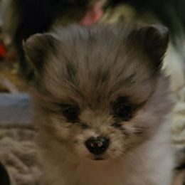 Girl 1 - Blue merle female Pomeranian puppy in Germanton, North Carolina from Jenn's NC Lovely Pomeranian's