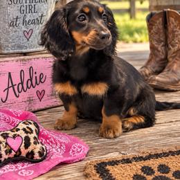 Addie - Dachshund
