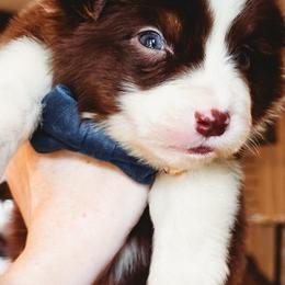 Brady - Red tri-color male Australian Shepherd puppy in Austin, Texas from Sweetwater Australian Shepherds