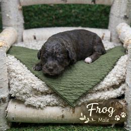 Frog - Tri-color male Bernedoodle puppy in Williamson, New York from Lakeside Doodles