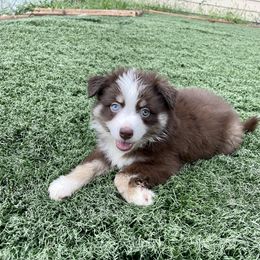 Miniature Australian Shepherd Puppies from Elevation Kennels