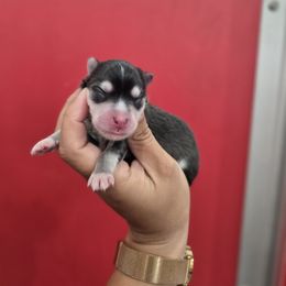 Ashton - Black and white female Pomsky puppy in Mc Callsburg, Iowa from SZ Rolling Acres LLC