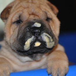 Chinese Shar-Pei Puppies from Nordic Star